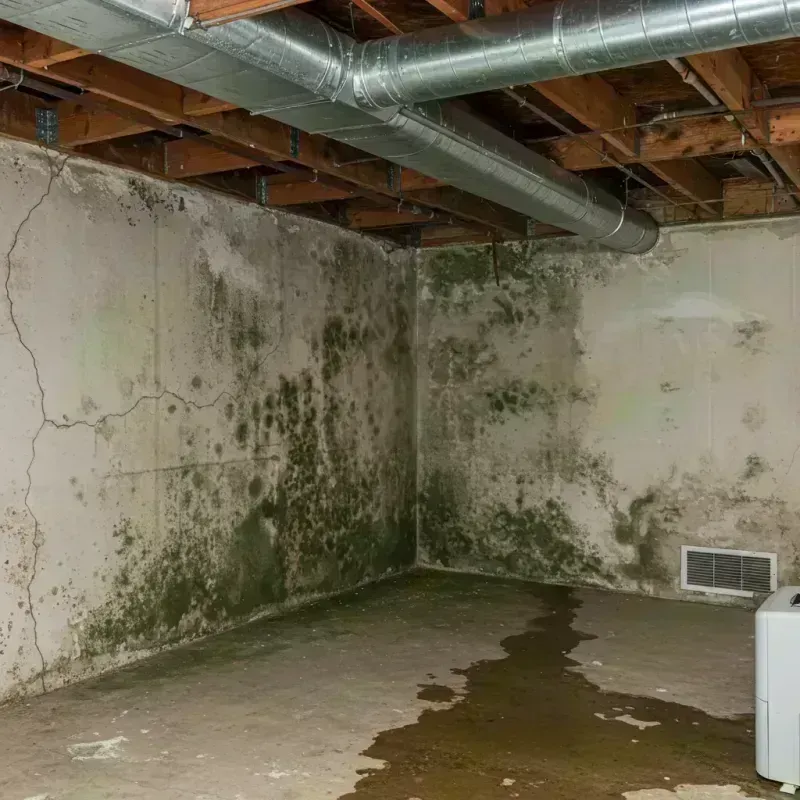 Professional Mold Removal in Rockdale, TX